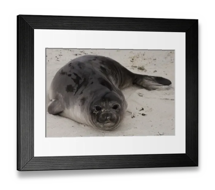 Framed Print : South America, Falkland Islands Framed Print : South America, Falkland Islands