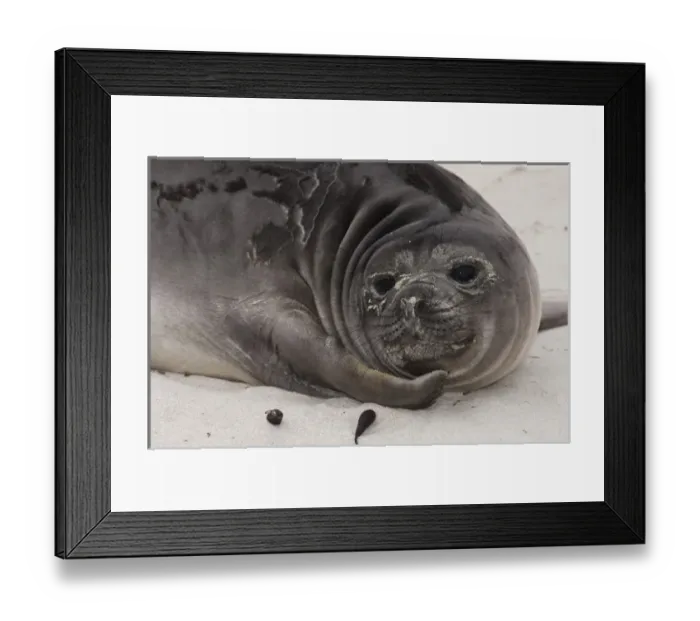 Framed Print : Southern Elephant Seal (Mirounga leonina) weaner, only three weeks old, weaned by its mother Framed Print : Southern Elephant Seal (Mirounga leonina) weaner, only three weeks old, weaned by its mother
