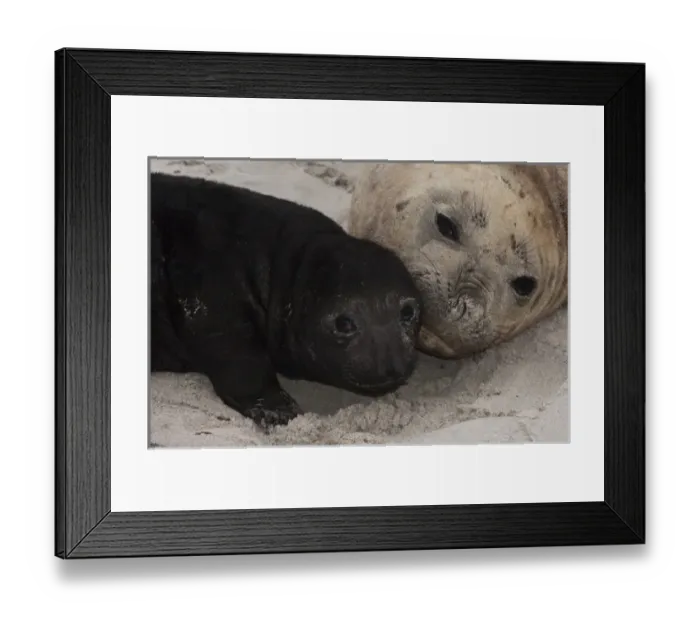 Framed Print : Southern Elephant Seals (Mirounga leonina) mother and pup, only a few days old on Sea Lion Island Framed Print : Southern Elephant Seals (Mirounga leonina) mother and pup, only a few days old on Sea Lion Island