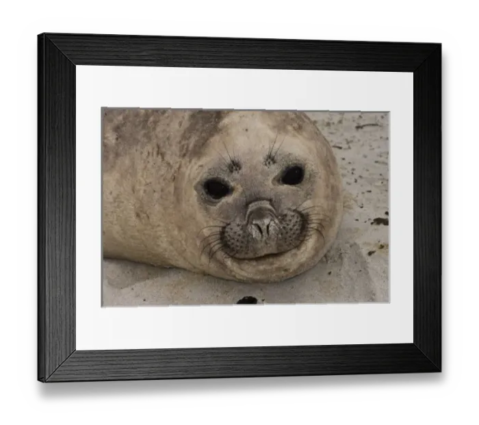 Framed Print : Southern Elephant Seal (Mirounga leonina) female resting on Sea Lion Island, south of mainland Framed Print : Southern Elephant Seal (Mirounga leonina) female resting on Sea Lion Island, south of mainland