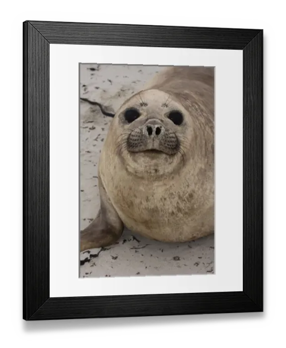 Framed Print : Southern Elephant Seal (Mirounga leonina) female resting on Sea Lion Island, south of mainland Framed Print : Southern Elephant Seal (Mirounga leonina) female resting on Sea Lion Island, south of mainland
