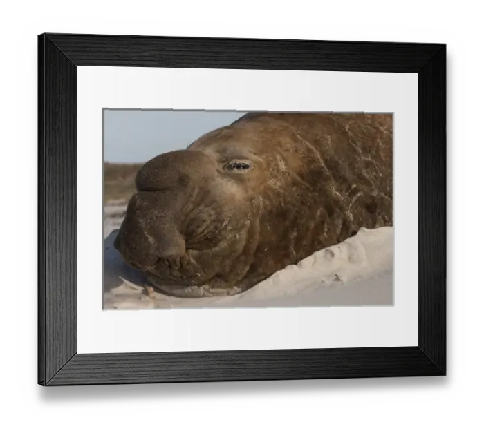 Framed Print : Southern Elephant Seal (Mirounga leonina) Bull on Sea Lion Island, south of mainland