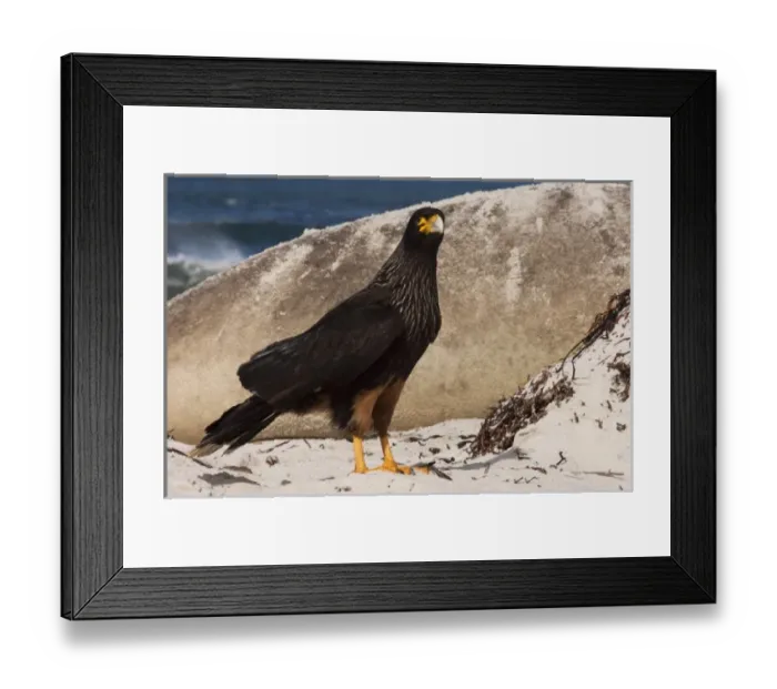 Framed Print : South America, Falkland Islands Framed Print : South America, Falkland Islands