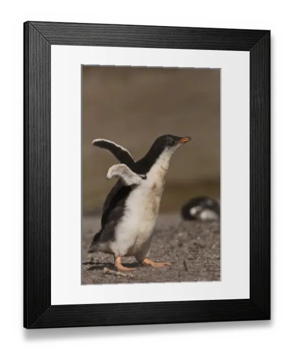 Framed Print : Gentoo Penguin (Pygoscelis papua) chick, Saunders Island, south of mainland, east Falkland Island Framed Print : Gentoo Penguin (Pygoscelis papua) chick, Saunders Island, south of mainland, east Falkland Island