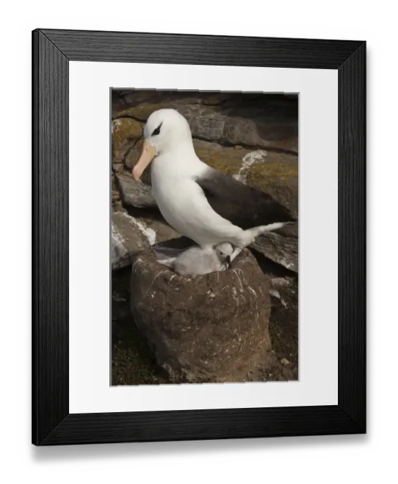 Framed Print : South America, Falkland Islands Framed Print : South America, Falkland Islands