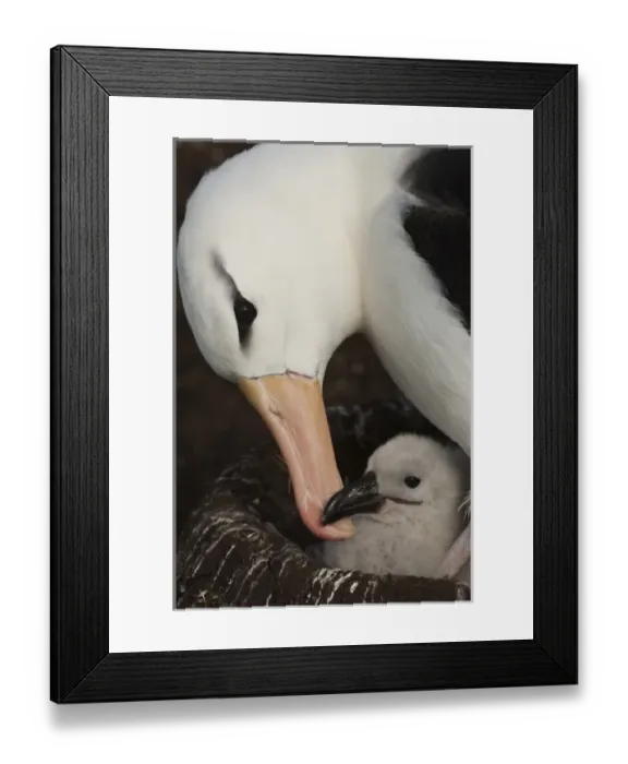 Framed Print : South America, Falkland Islands Framed Print : South America, Falkland Islands