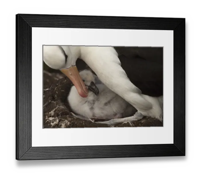 Framed Print : Black-browed Albatross and chick, Thalassarche melanophrys, Saunders Island, off Framed Print : Black-browed Albatross and chick, Thalassarche melanophrys, Saunders Island, off
