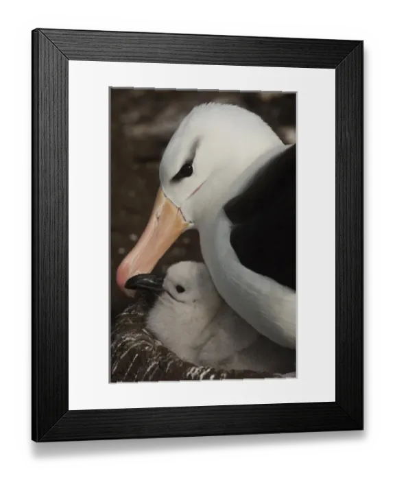 Framed Print : South America, Falkland Islands Framed Print : South America, Falkland Islands