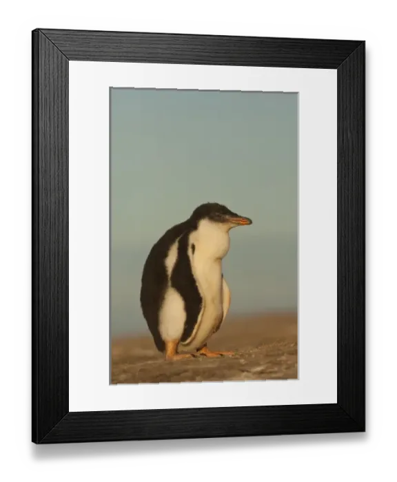 Framed Print : Gentoo Penguin (Pygoscelis papua) chick, Saunders Island, south of mainland, east Falkland Island Framed Print : Gentoo Penguin (Pygoscelis papua) chick, Saunders Island, south of mainland, east Falkland Island