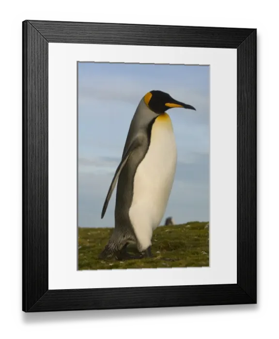 Framed Print : King Penguin (Aptenodytes p. patagonica), Volunteer Point, Johnsons Harbour Framed Print : King Penguin (Aptenodytes p. patagonica), Volunteer Point, Johnsons Harbour