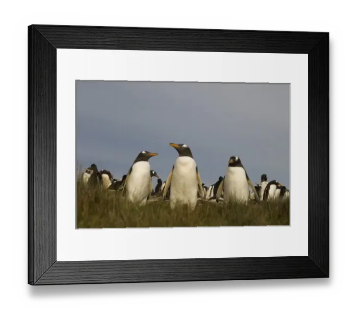 Framed Print : Gentoo Penguins (Pygoscelis papua), Volunteer Point, Johnsons Harbour, East Falkland Island Framed Print : Gentoo Penguins (Pygoscelis papua), Volunteer Point, Johnsons Harbour, East Falkland Island