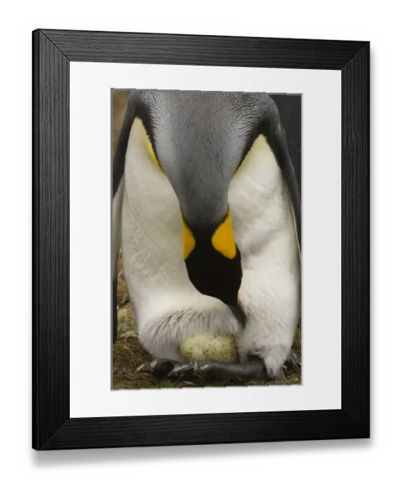 Framed Print : South America, Falkland Islands Framed Print : South America, Falkland Islands
