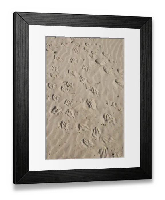 Framed Print : South America, Falkland Islands Framed Print : South America, Falkland Islands