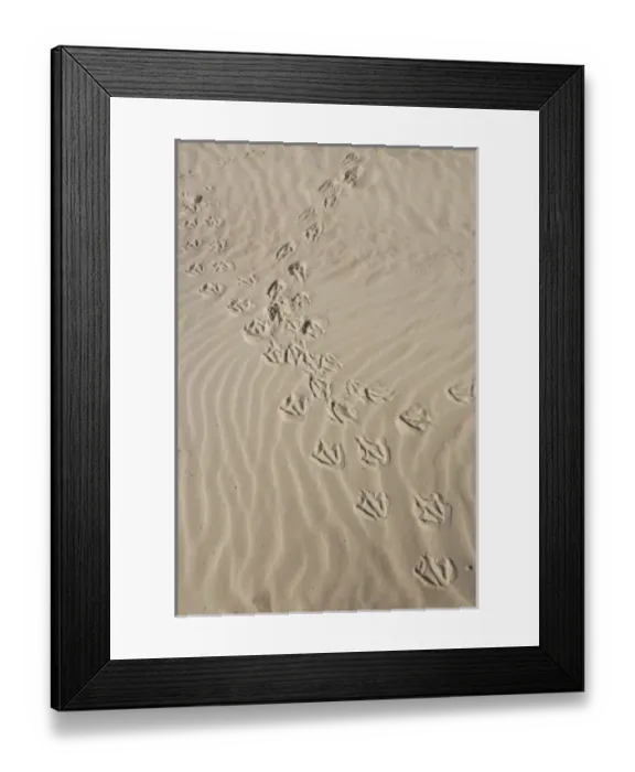 Framed Print : South America, Falkland Islands Framed Print : South America, Falkland Islands