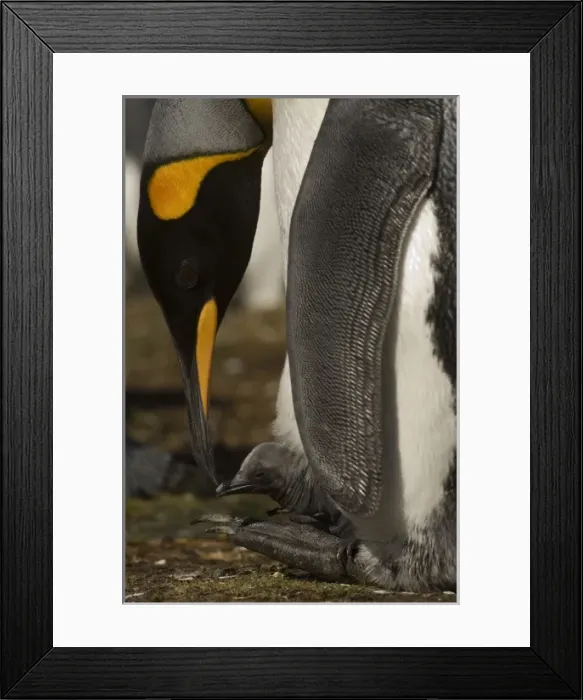 Framed Print : King Penguins (Aptenodytes p. patagonica), an adult with a day old chick on its feet