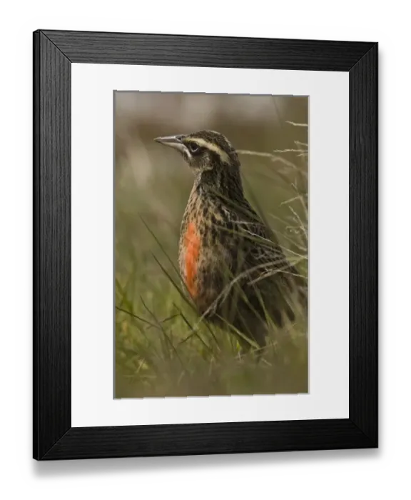 Framed Print : Long-tailed Meadowlark or Military Starling (Sturnella loyca falklandica) in colorful
