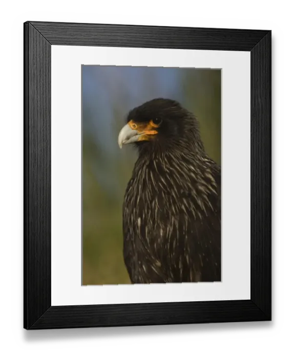 Framed Print : Striated Caracara or Johnny Rook (Phalcoboenus australis), West Point Island, off Framed Print : Striated Caracara or Johnny Rook (Phalcoboenus australis), West Point Island, off