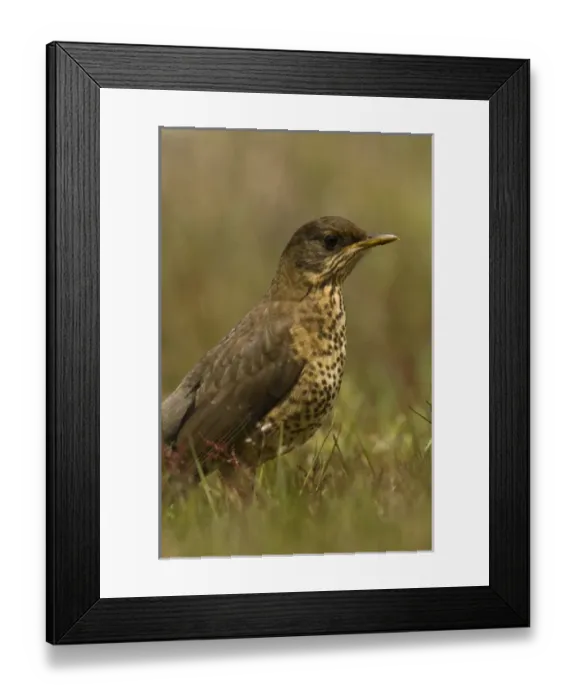 Framed Print : Long-tailed Meadowlark or Military Starling (Sturnella loyca falklandica) in colorful Framed Print : Long-tailed Meadowlark or Military Starling (Sturnella loyca falklandica) in colorful