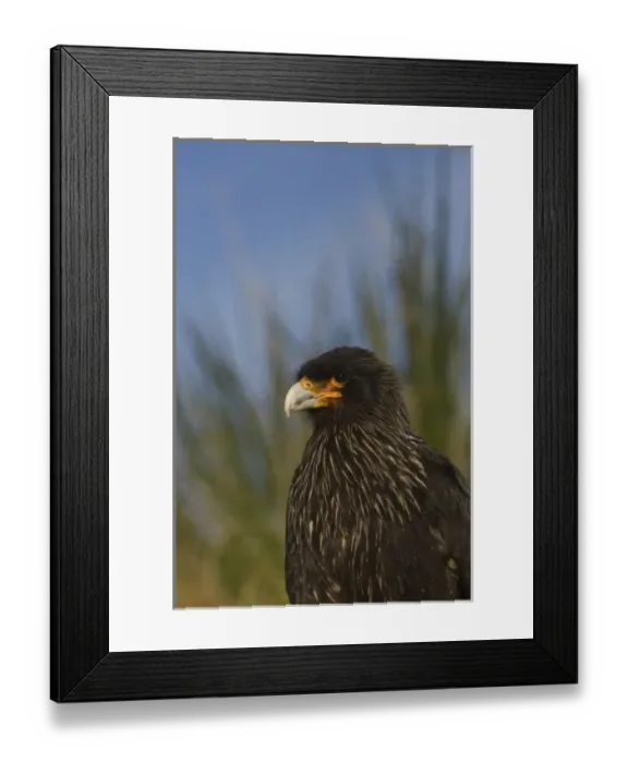 Framed Print : Striated Caracara or Johnny Rook (Phalcoboenus australis), West Point Island, off Framed Print : Striated Caracara or Johnny Rook (Phalcoboenus australis), West Point Island, off