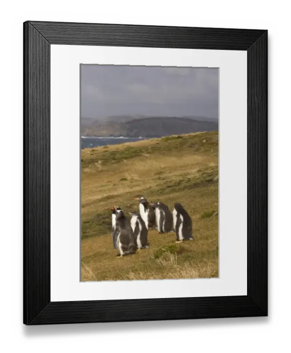 Framed Print : gentoo penguins, Pygoscelis papua, on Beaver Island, Falkland Islands, South Atlantic