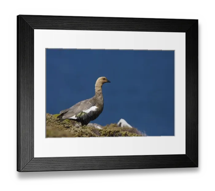 Framed Print : upland goose, Chloephaga picta leucoptera, male in flight, Falkland Islands, South Framed Print : upland goose, Chloephaga picta leucoptera, male in flight, Falkland Islands, South