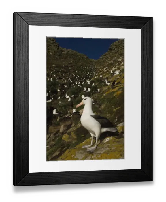 Framed Print : South America, Falkland Islands Framed Print : South America, Falkland Islands