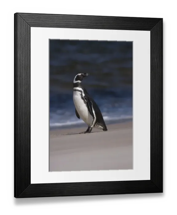 Framed Print : magellanic penguin, Spheniscus magellanicus, along a beach on the Falkland Islands