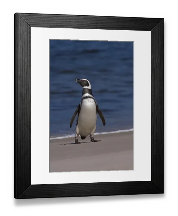 Framed Print : magellanic penguin, Spheniscus magellanicus, along a beach on the Falkland Islands Framed Print : magellanic penguin, Spheniscus magellanicus, along a beach on the Falkland Islands