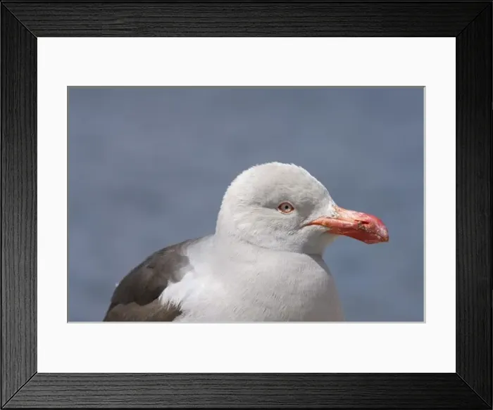 Framed Print : dolphin Gull, Larus scoresbii, or red-billed gull, on Beaver Island, Falkland Islands Framed Print : dolphin Gull, Larus scoresbii, or red-billed gull, on Beaver Island, Falkland Islands