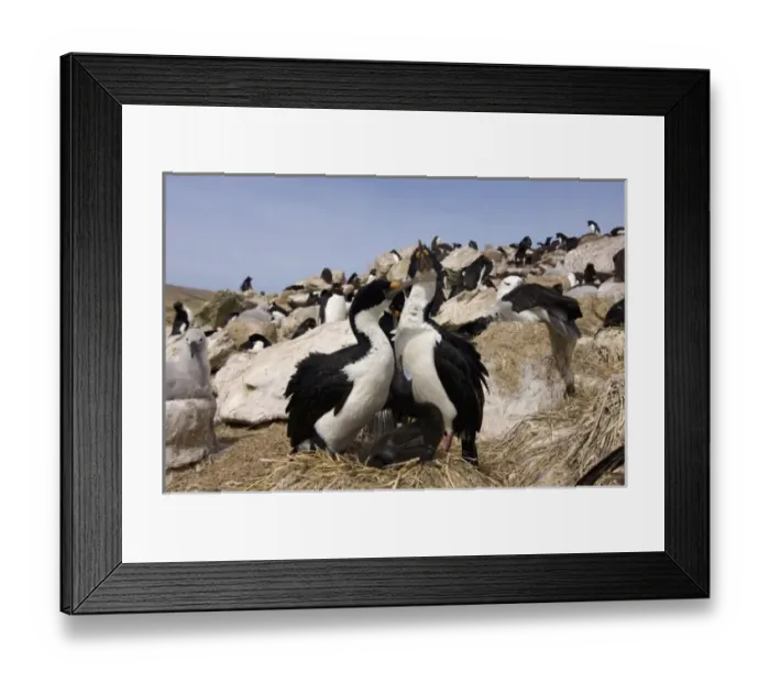 Framed Print : South America, Falkland Islands