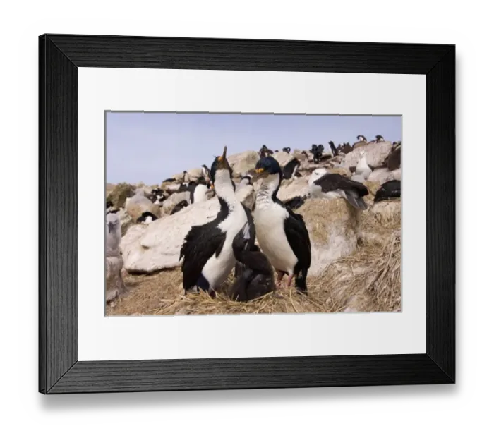 Framed Print : South America, Falkland Islands