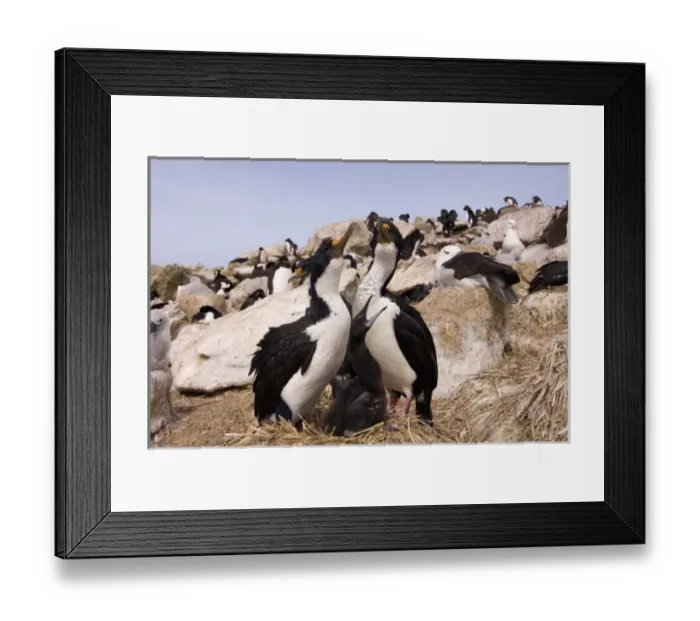 Framed Print : cormorants, Phalacrocorax atriceps, or blue-eyed shags, with chick on nest, New Island Framed Print : cormorants, Phalacrocorax atriceps, or blue-eyed shags, with chick on nest, New Island
