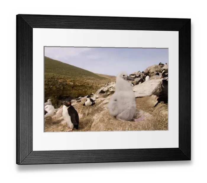 Framed Print : South America, Falkland Islands Framed Print : South America, Falkland Islands