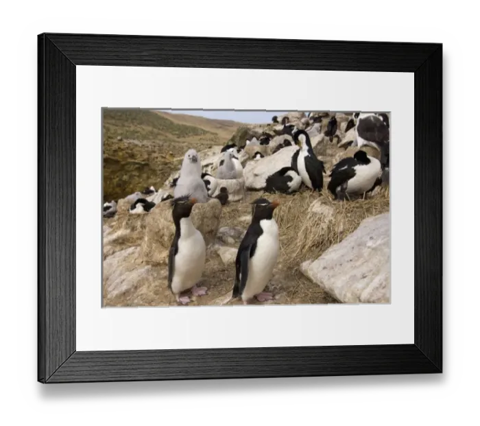 Framed Print : South America, Falkland Islands Framed Print : South America, Falkland Islands