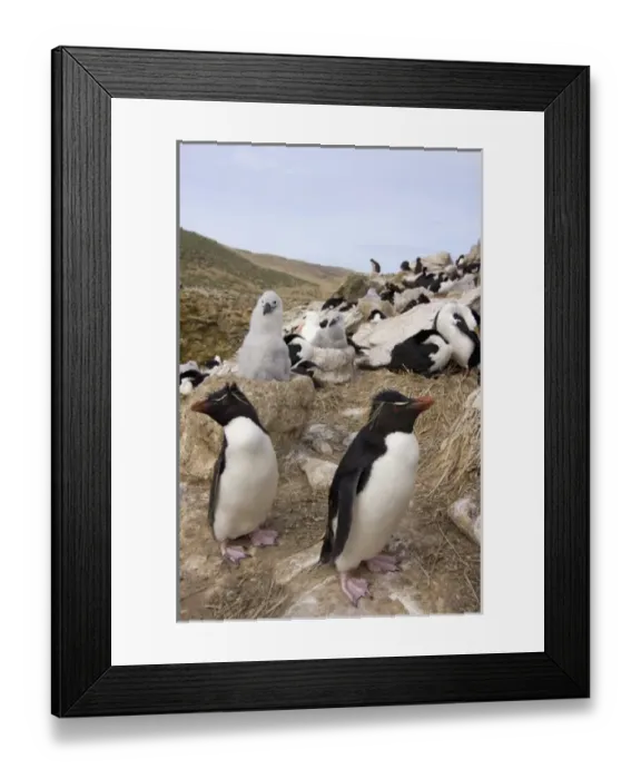 Framed Print : Macaroni penguins, black-browed albatross, and cormorants or blue-eyed shag, sharing Framed Print : Macaroni penguins, black-browed albatross, and cormorants or blue-eyed shag, sharing