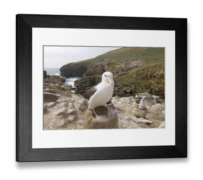 Framed Print : South America, Falkland Islands Framed Print : South America, Falkland Islands