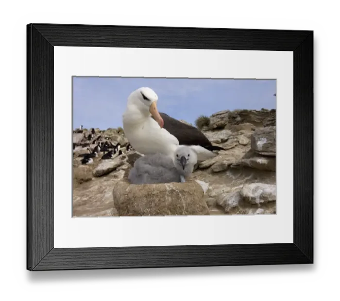 Framed Print : black-browed albatross, Diomedea melanophris, with chick on nest, New Island, Falkland Islands