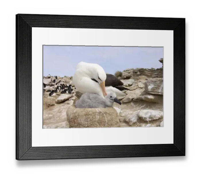 Framed Print : South America, Falkland Islands