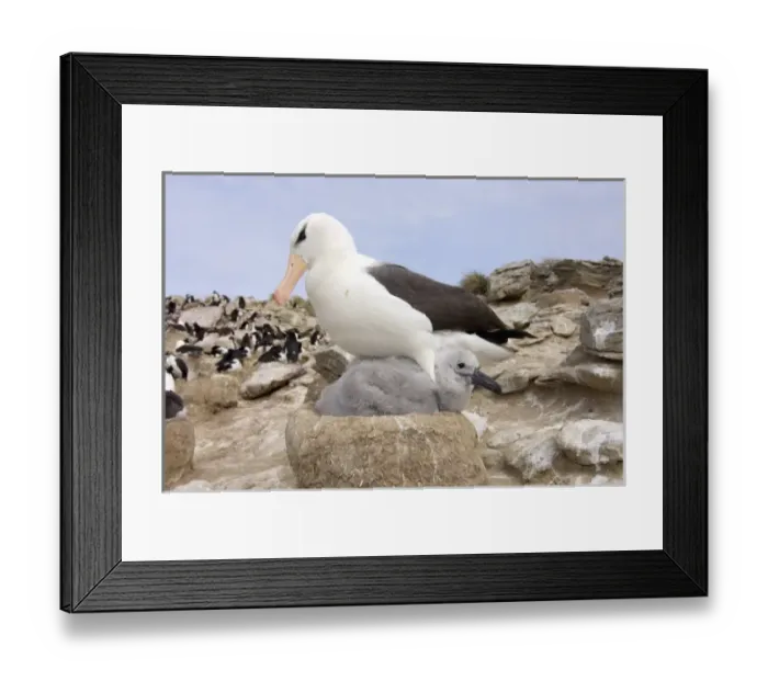 Framed Print : South America, Falkland Islands Framed Print : South America, Falkland Islands