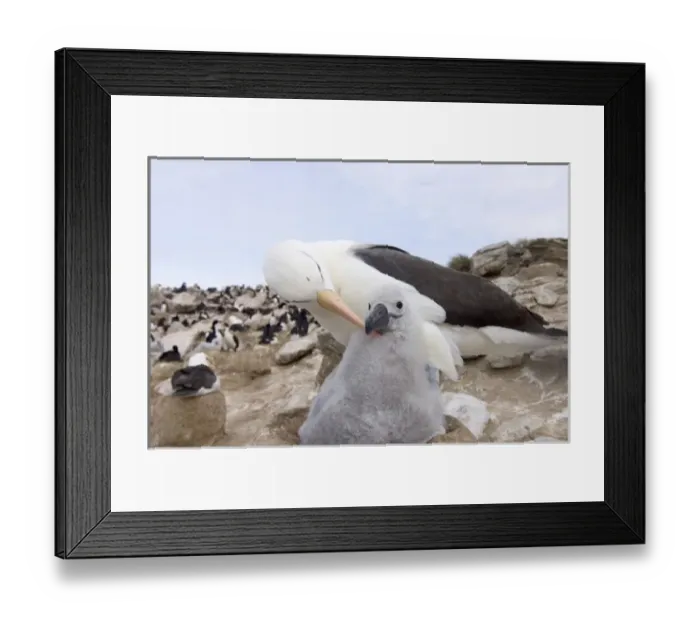 Framed Print : black-browed albatross, Diomedea melanophris, with chick on nest, New Island, Falkland Islands Framed Print : black-browed albatross, Diomedea melanophris, with chick on nest, New Island, Falkland Islands