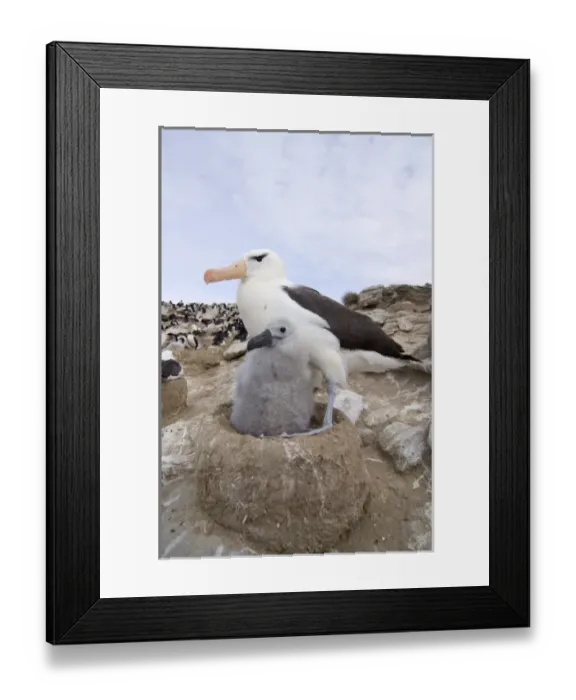 Framed Print : black-browed albatross, Diomedea melanophris, with chick on nest, New Island, Falkland Islands Framed Print : black-browed albatross, Diomedea melanophris, with chick on nest, New Island, Falkland Islands