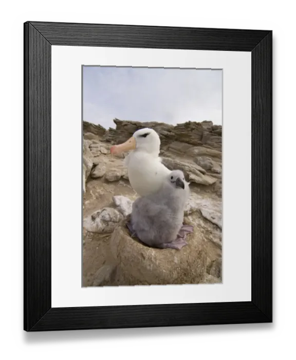 Framed Print : South America, Falkland Islands