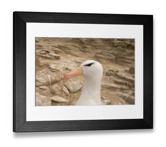 Framed Print : South America, Falkland Islands Framed Print : South America, Falkland Islands