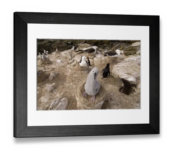 Framed Print : black-browed albatross, Diomedea melanophris, on their nests, New Island, Falkland Islands Framed Print : black-browed albatross, Diomedea melanophris, on their nests, New Island, Falkland Islands