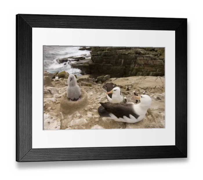 Framed Print : South America, Falkland Islands Framed Print : South America, Falkland Islands