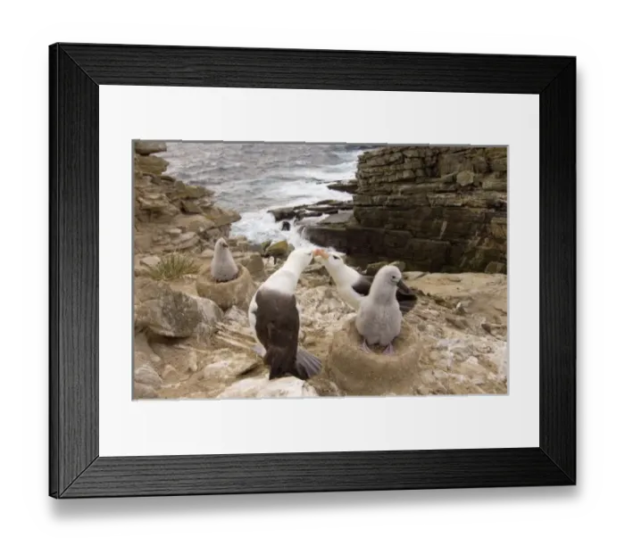 Framed Print : Black-browed albatross with chicks on the Falkland Islands Framed Print : Black-browed albatross with chicks on the Falkland Islands