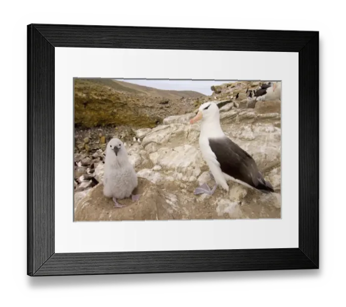 Framed Print : South America, Falkland Islands Framed Print : South America, Falkland Islands