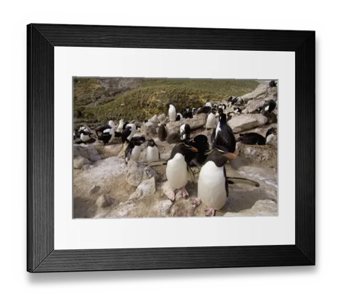 Framed Print : Macaroni penguins, black-browed albatross, and cormorants or blue-eyed shag, sharing Framed Print : Macaroni penguins, black-browed albatross, and cormorants or blue-eyed shag, sharing