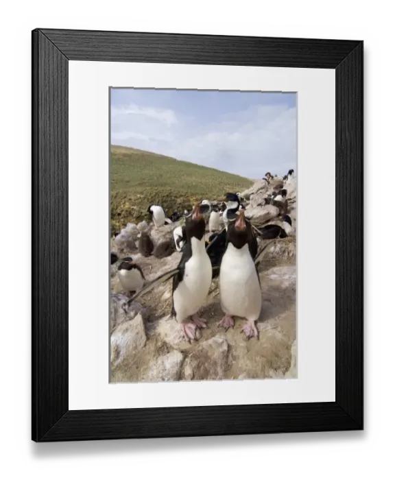 Framed Print : South America, Falkland Islands Framed Print : South America, Falkland Islands