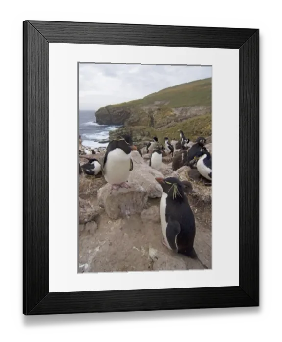 Framed Print : macaroni penguins, Eudyptes chrysolophus, on New Island, Falkland Islands, South